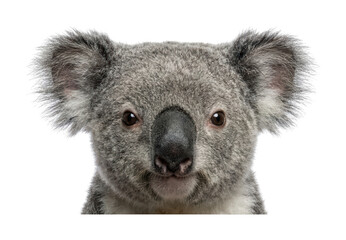 Adorable koala theme Cute koala design Studio bear theme Gray koala design Fluffy bear theme Wallpaper Background image © maruf