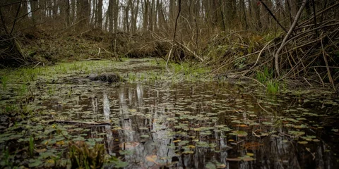Still Water in a Marshy Forest Area with Reflections of Trees © Giovanni