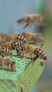 Vertical video Honey bees fly near a beehive.
