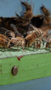 Vertical video Honey bees fly near a beehive.