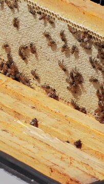Beekeeper wearing a protective suit tending to beehives ensuring the well-being of the bees