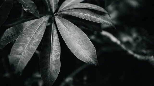 A close-up of aged leaves with a vintage filter effect, set against the blurred background of a forest or jungle.