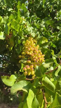 Pistacho en drupas madurando al sol