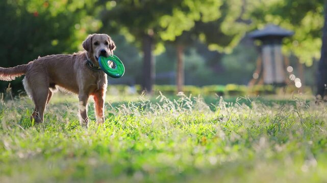 Dog plays with frisbee in a park on a sunny day with green grass and trees around