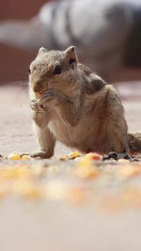 Indian palm squirrel eating food on sunny ground.