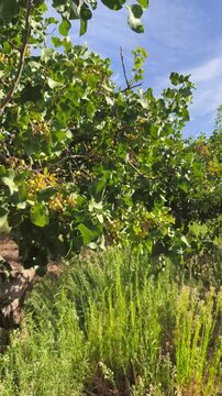 Arbol pistachero con drupas madurando en mes de julio