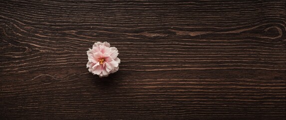 Fototapeta premium Pink Flower Positioned on Dark Wooden Surface in Minimalist Style