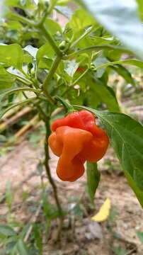 Close-Up of Ripe Orange Scotch Bonnet Chili Pepper Growing on a Green Plant