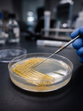 A scientist wearing a blue glove using an inoculating loop to streak bacterial colonies in a petri dish