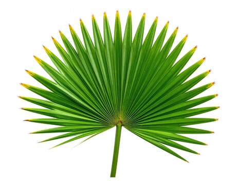 A vibrant green fan palm frond with pointed yellow tips on a white background