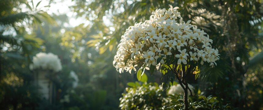 Blooming White Flowering Tree in a Lush Garden During Golden Hour