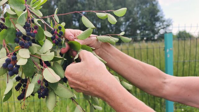 Fresh berries picked by hand from garden shrub highlight healthy superfoods for daily nutrition. Healthy superfoods provide natural antioxidants, while fresh harvest supports wellness.
