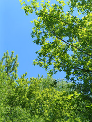Fototapeta premium Low angle view of lush green tree branches reaching towards a clear blue sky on a sunny day