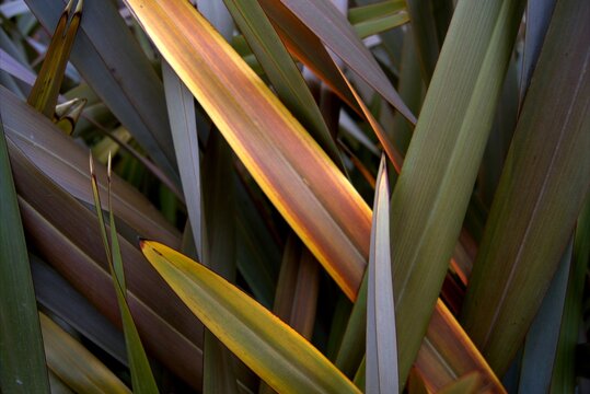 Phormium a backdrop of long, stiff New Zealand flax leaves for creating structural accents