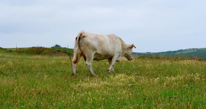 Cow Grazing in a Grassy Field: A lone white cow with a docile demeanor wanders through a vast, undulating green meadow, its head bowed as it grazes on the abundant vegetation.