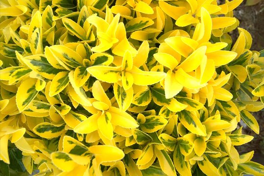 A background of dense, bright foliage of Euonymus fortunei