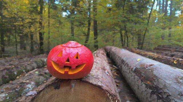 Carved halloween pumpkin on a log in the autumn forest