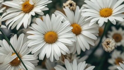 Obraz premium White daisies with yellow centers blooming in a garden