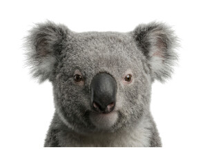 Adorable koala theme Fluffy koala bear design Cute koala marsupial theme Realistic koala Wallpaper Background image © maruf