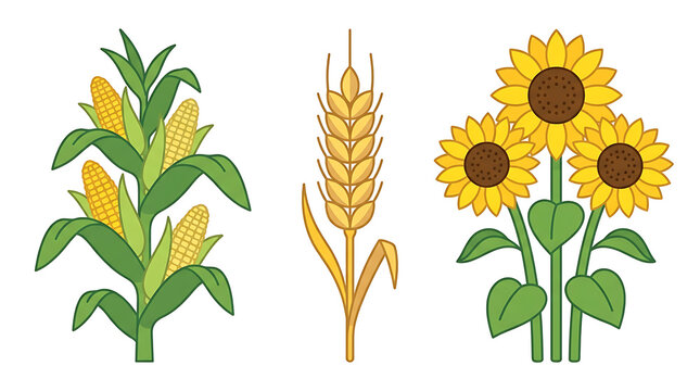 Flat set of agricultural crops including a corn stalk, a wheat ear, and a cluster of sunflowers isolated on a white background