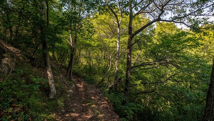 Fototapeta premium Winding Trail Through Lush Green Forest in Soft Morning Light