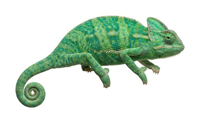 Vibrant green chameleon theme Detailed reptile chameleon design Exotic lizard chameleon Wallpaper Background image © maruf