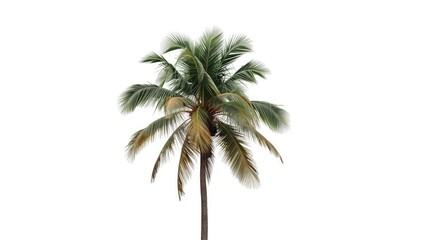 Fototapeta premium Tall Palm Tree with Green and Yellow Leaves Isolated on White