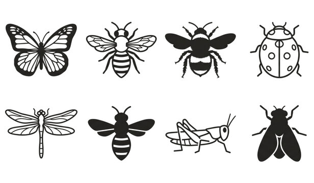 Black and white insect collection butterflies bees ladybugs and more