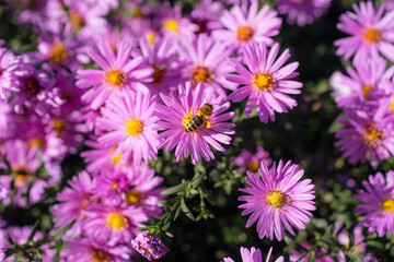 Fototapeta premium Bee close up on purple aster flowers in bloom