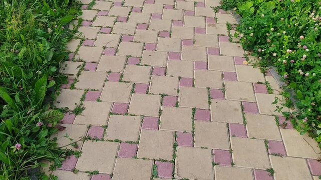 Pathway with overgrown grass and blooming flowers in a natural setting