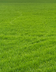 Obraz premium Green field with fresh May spring grass