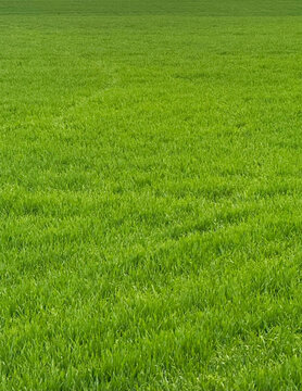 Green field with fresh May spring grass