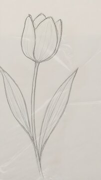 Simple Tulip Flower Pencil Sketch