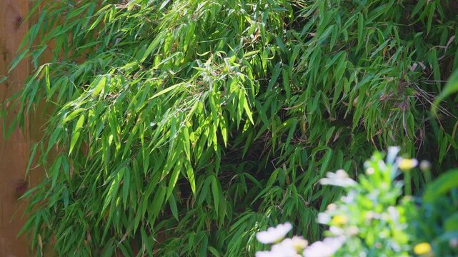 Green bamboo leaves sway gently in breeze. Wallflowers