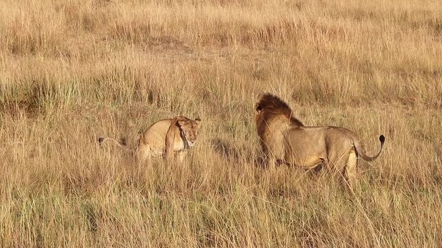 Lion couple walking in the tall grass of the Maasai Mara