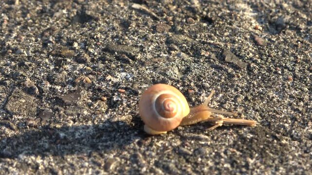 Snail with a spiral shell crawling on asphalt