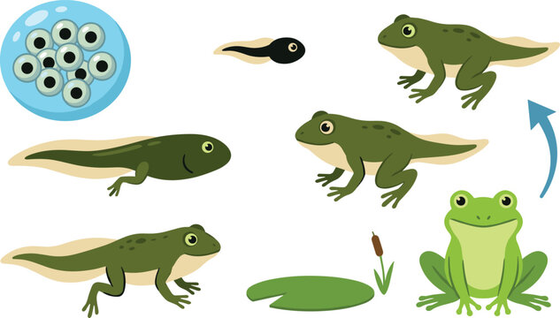 Frog Life Cycle Vector Illustration Set Featuring Frogspawn Eggs Tadpoles Froglets and Adult Amphibians for Biology Education and Science Learning Infographics