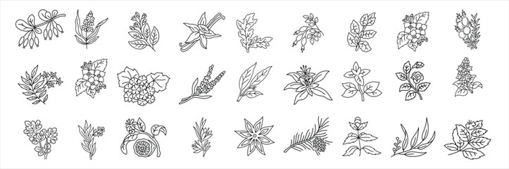Organic botanical elements and medicinal herbs sketch collection © Afzal