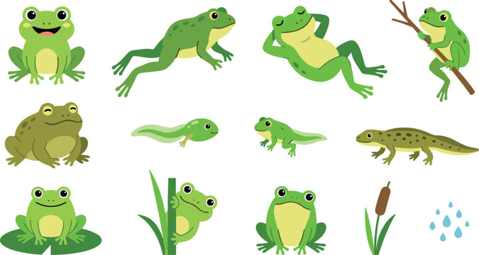 Frog Life Cycle Vector Set Featuring Cute Green Frogs in Various Poses, Tadpoles, and Toads for Biology Education, Children Textbooks, and Nature Illustration Designs