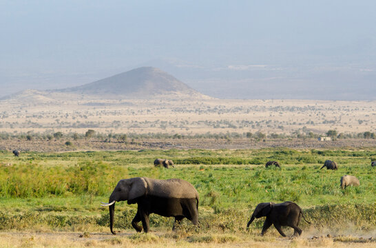 Kenya, Amboseli National Park, Elephant mother playing with dust with calf