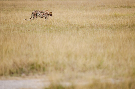 Kenya, Amboseli National Park,
