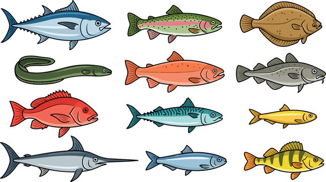 Vector Fish Species Collection Featuring Tuna, Trout, Salmon, Flounder, Cod, and Swordfish Illustrations for Commercial Fishing, Seafood Menus, and Marine Education Designs