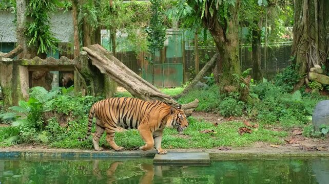 A tiger walks lazily along a pond in its enclosure on a partly cloudy day, stops on a concrete ledge, roars loudly, then slowly returns. Trees and resting areas visible.