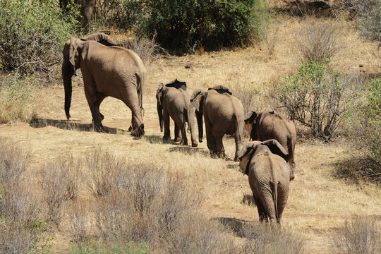Kenya, Laikipia, Il Ngwesi, family of elephant in single file