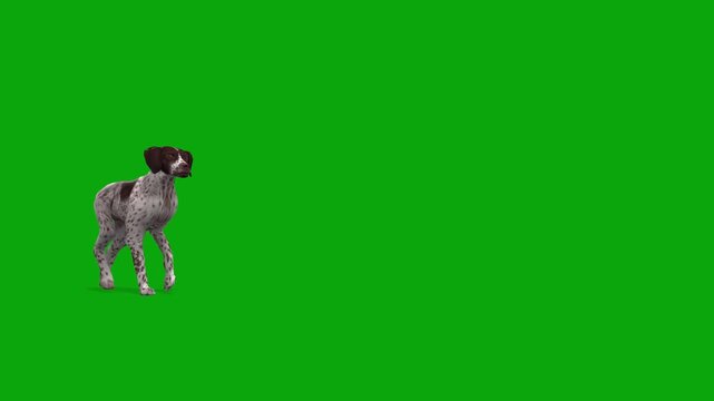 3D Realistic Brittany Dog Walking Enter on the right side and exit on the left side animation front View isolated on Green Screen, 4K brown-and-white spots dog Walking render on Chroma Key