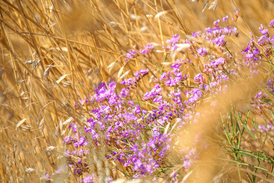 Purple Wild Lavender Flowers Bloom Among Golden Dry Grass and Wheat Spikes Crimea Field Macro