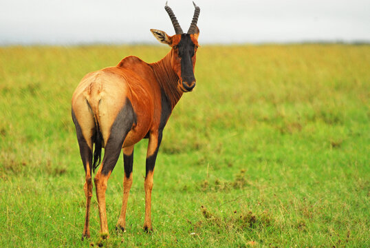 Kenya, Masai Mara, Hartebeest (Alcelaphus buselaphus) in the savannah