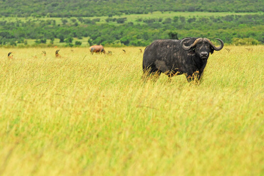 Kenya, Masai Mara, Cape Buffalo ((Syncerus caffer) in high grasslands with impalas in background