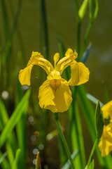 Iris pseudacorus grows near water, with sword-shaped leaves. Its yellow flowers have three upright petals and three drooping ones. Center is brownish-yellow. © AlexanderDenisenko