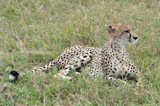 Kenya, Masai Mara National Reserve, cheetah alert in the savanna ready to chase for a kill